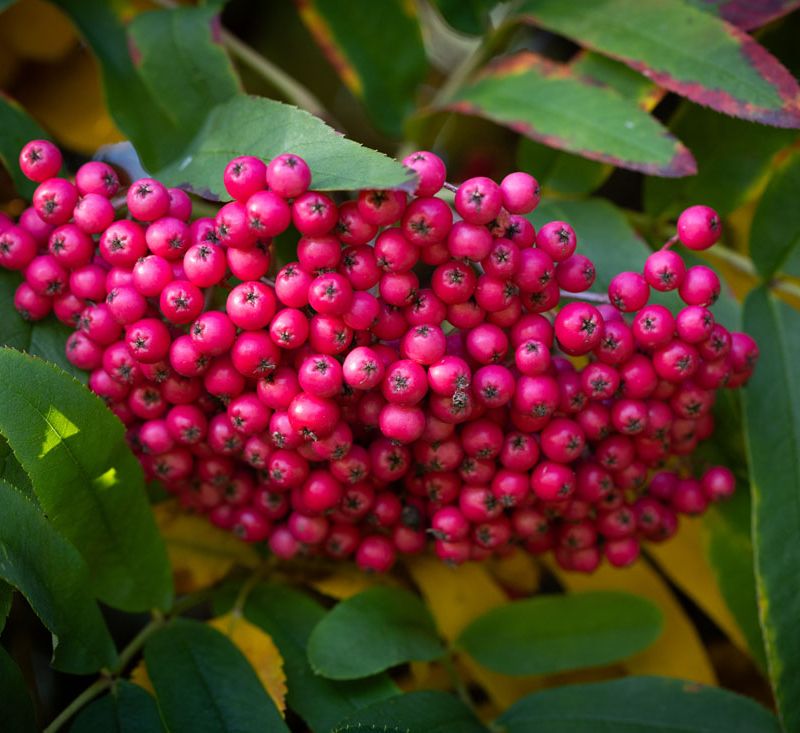 Sorbus 'Leonard Messel'