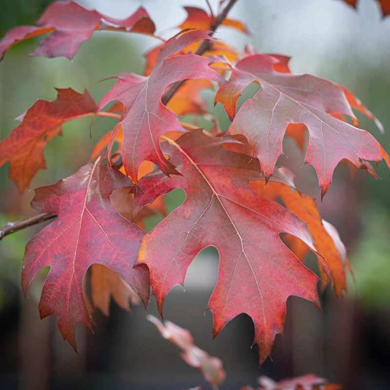 Quercus rubra