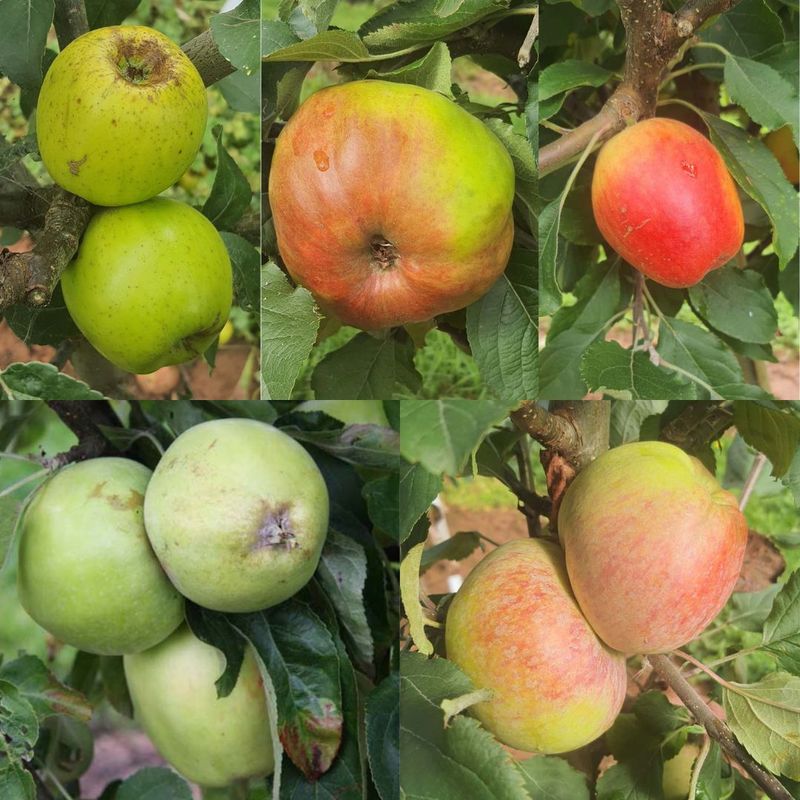 Devonshire Apple Tree