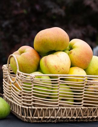 Fruit Tree Harvest
