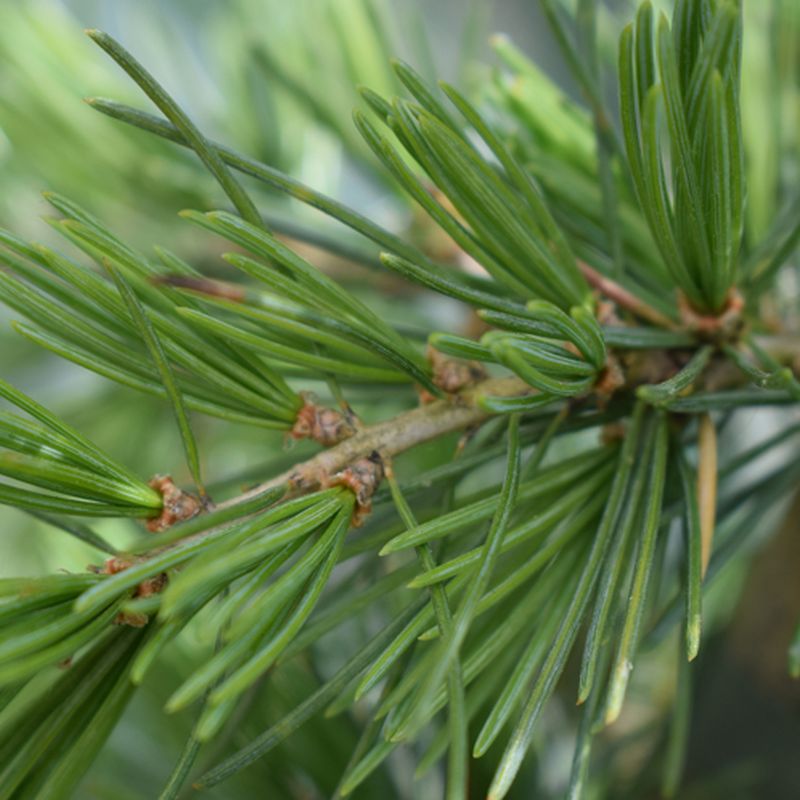 Cedrus deodara 'Karl Fuchs'