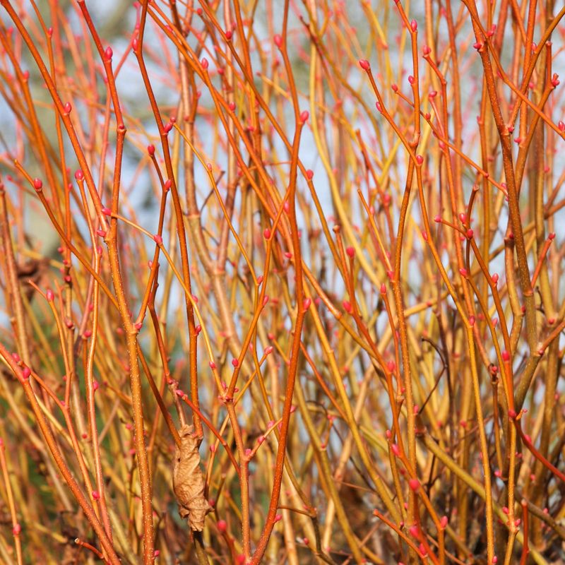 Tilia x europaea 'Golden Sunset'®