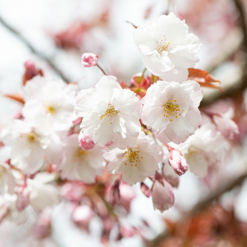 Prunus 'Taoyame'