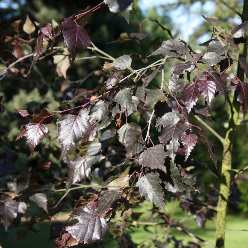 Betula pendula 'Royal Frost'®