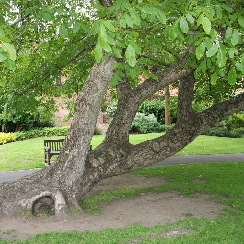 Juglans regia