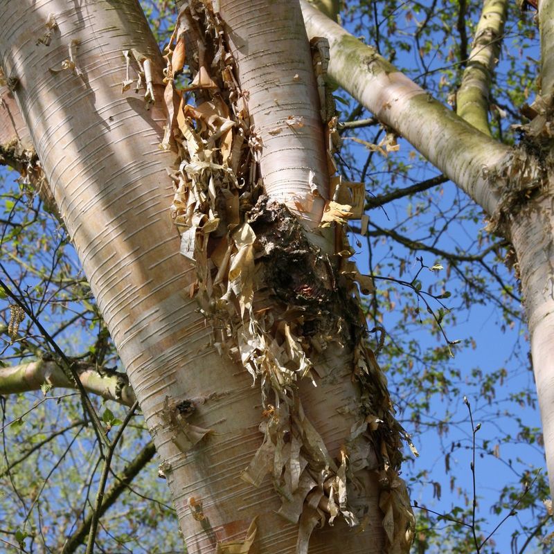 Betula utilis subsp. albosinensis 'Hergest'