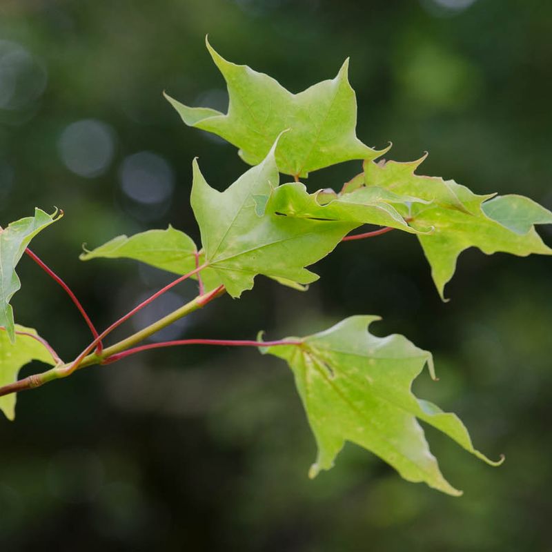 Acer cappadocicum 'Rubrum'