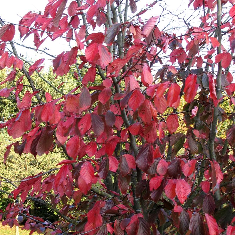 Parrotia persica 'Jodrell Bank'
