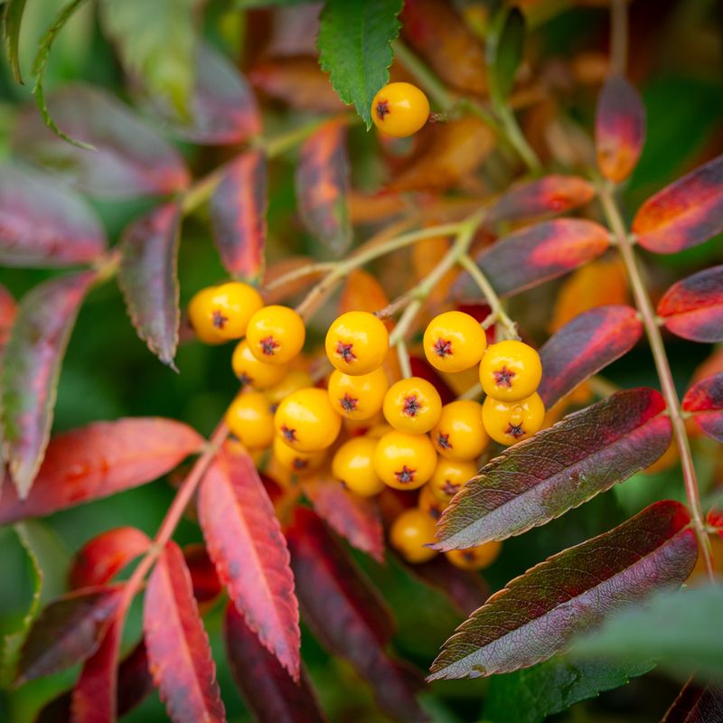 Sorbus 'Autumn Spire'® (Flanrock)