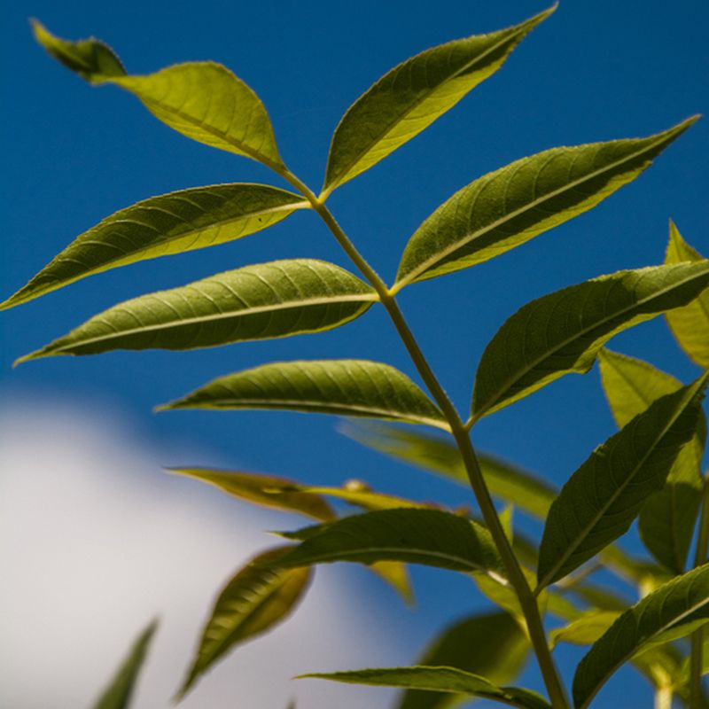 Fraxinus excelsior 'Jaspidea'