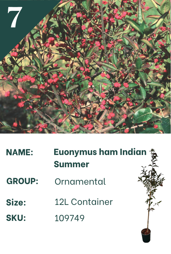 Euonymus hamiltonianus ‘Indian Summer’
Spindle