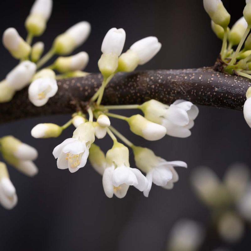 Cercis canadensis 'Vanilla Twist'®