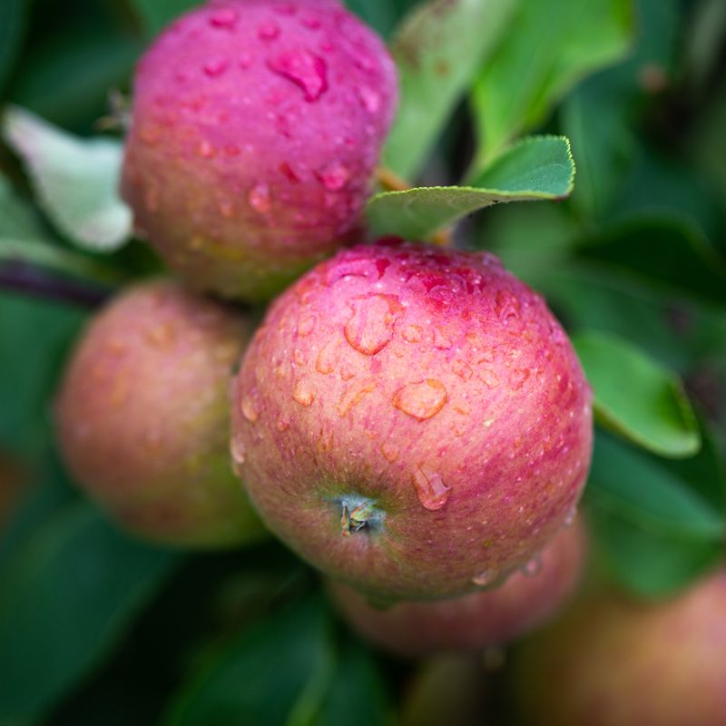 Apple Three Counties