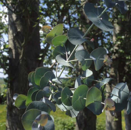 Eucalyptus perriniana