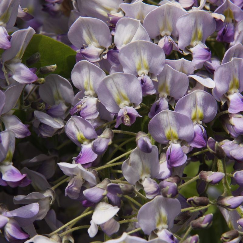 Wisteria floribunda 'Hon-beni'