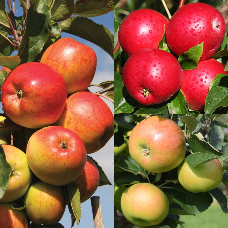Bramley 20, Christmas Pippin, Scrumptious (Family)
