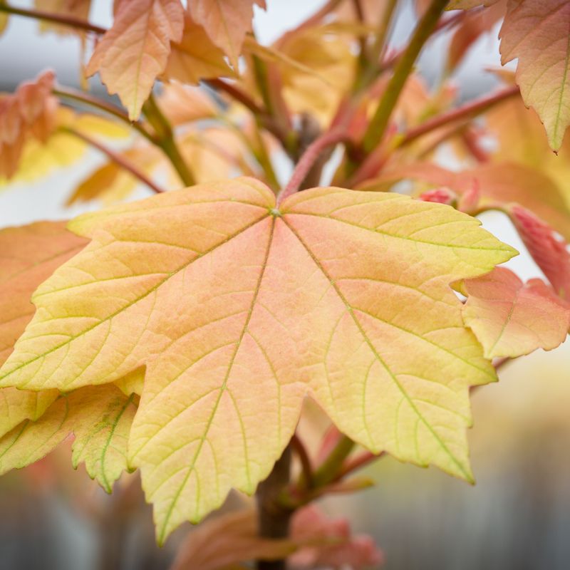 Acer pseudoplatanus 'Brilliantissimum'