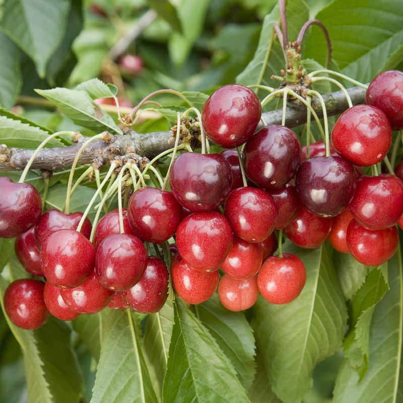 Cherry Stella
