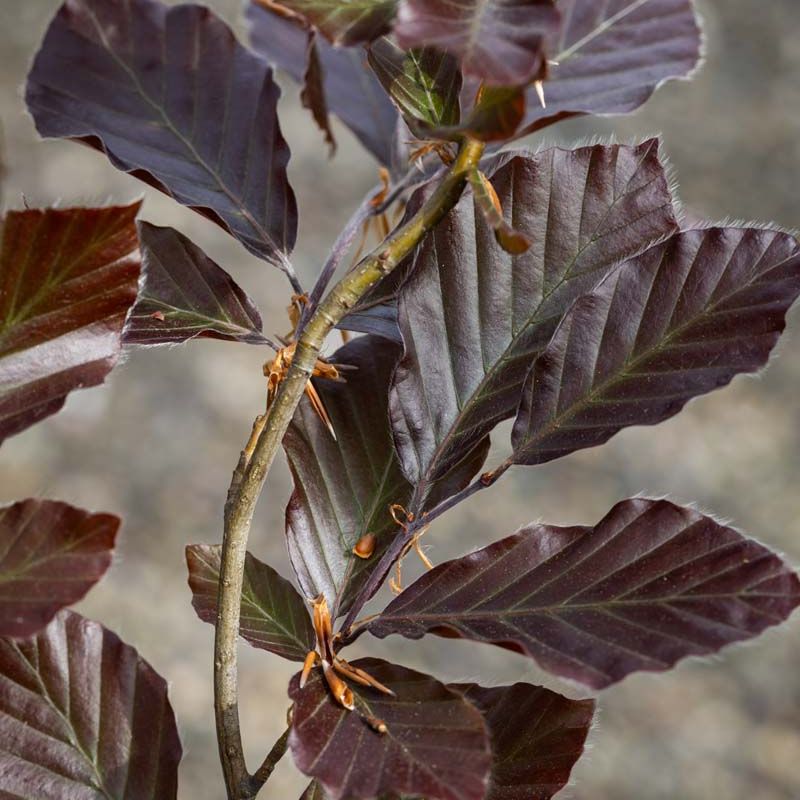 Fagus sylvatica 'Dawyck Purple'