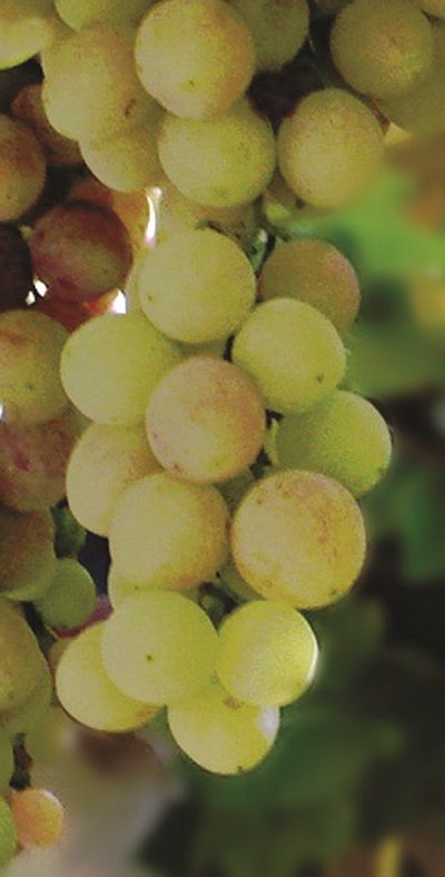 Bacchus 1