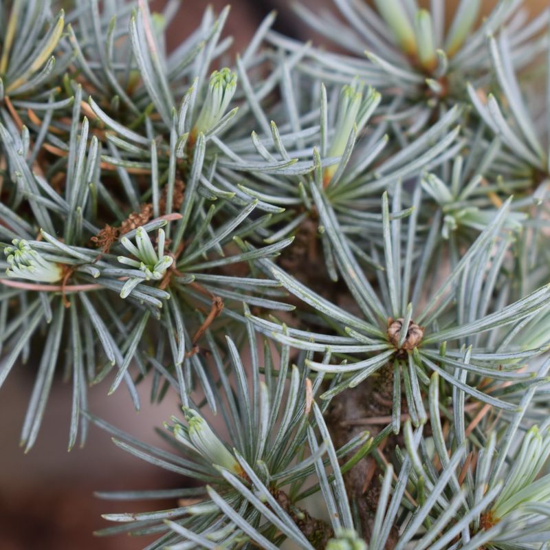 Cedrus atlantica 'Glauca'