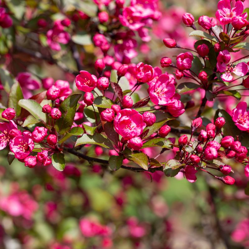 Malus 'Prairie Fire'®