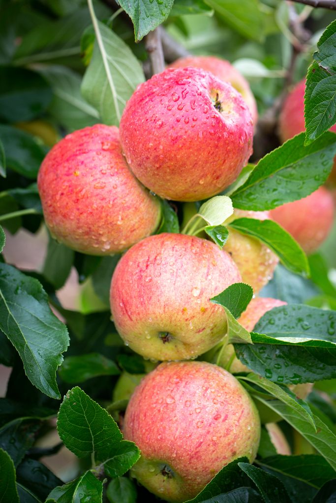 Safe fruit Trees in Livestock Spaces
