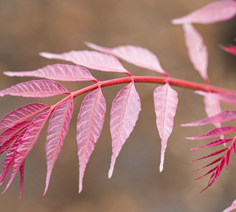 Toona sinensis 'Flamingo'