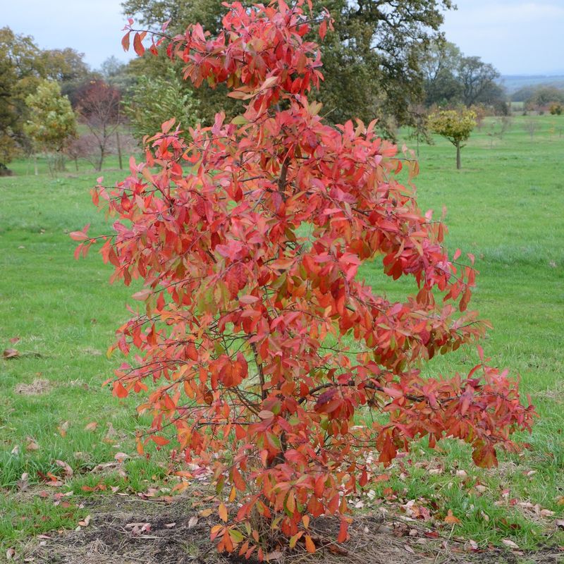 Nyssa sylvatica 1