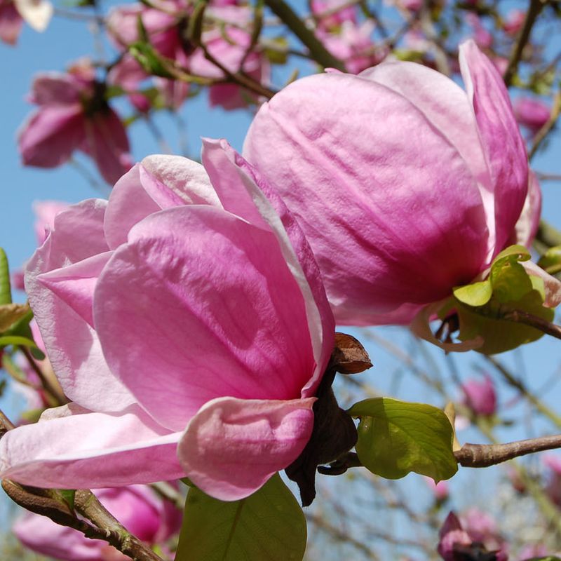 Magnolia 'Sara Koe'