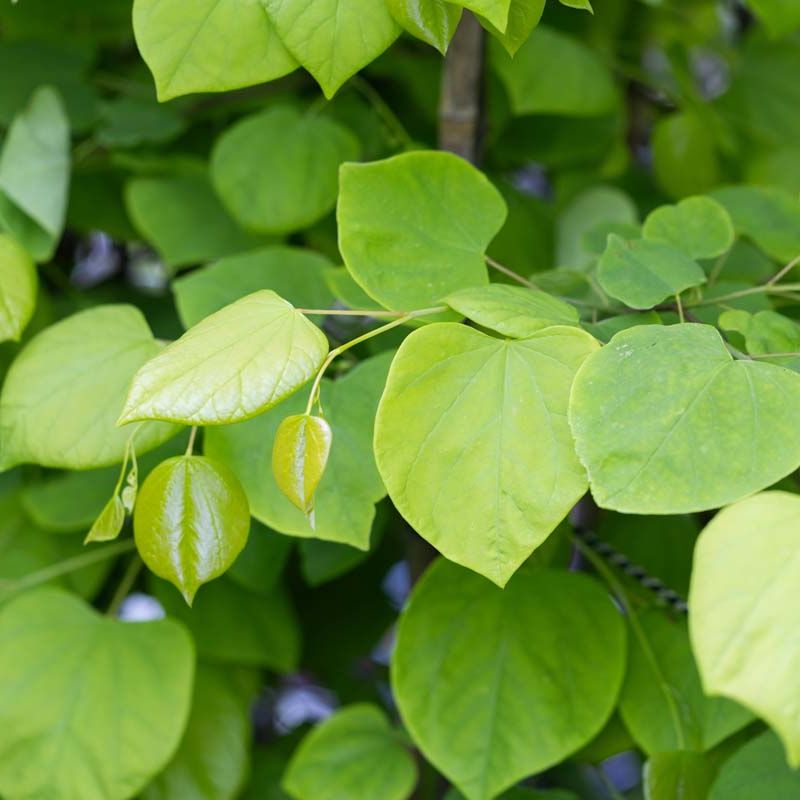 Cercis canadensis 'Hearts of Gold'®