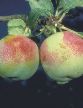 Early Transparent 1