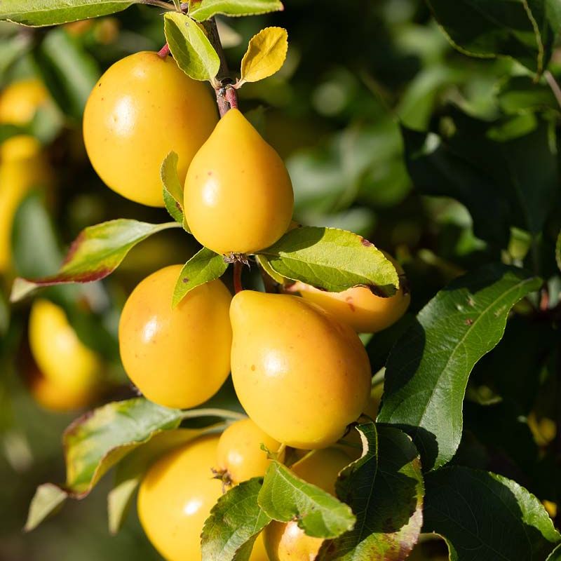 Malus 'Super'