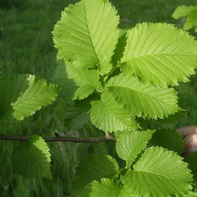 Ulmus 'Lutèce' (Naguen)