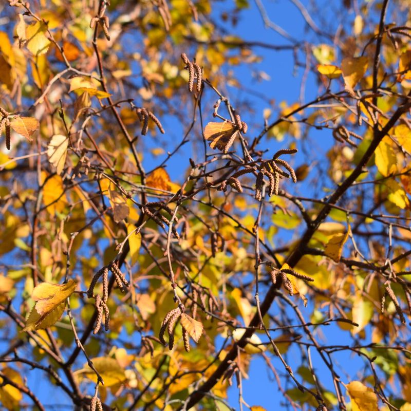 Trees for Autumn Colour 13