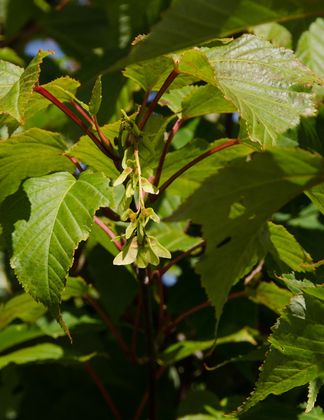 Acer capillipes 1