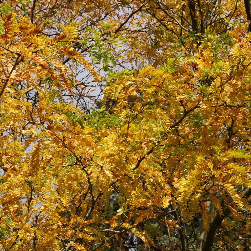 Gleditsia triacanthos 'Sunburst'