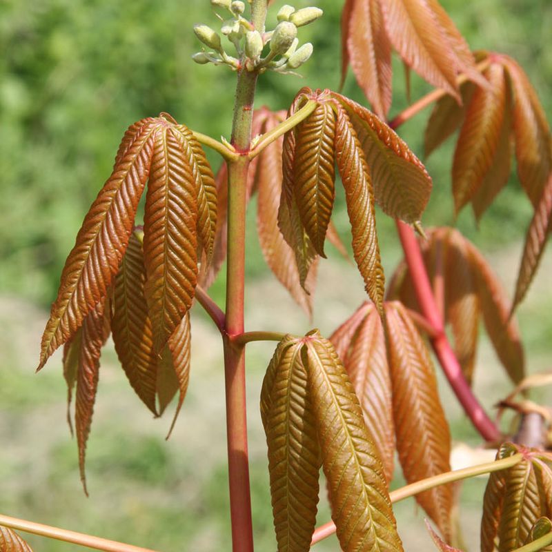 Aesculus indica