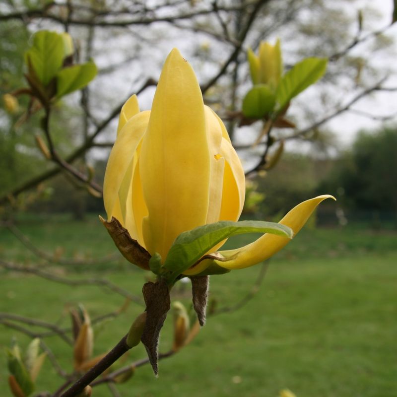 Magnolia 'Olivia'