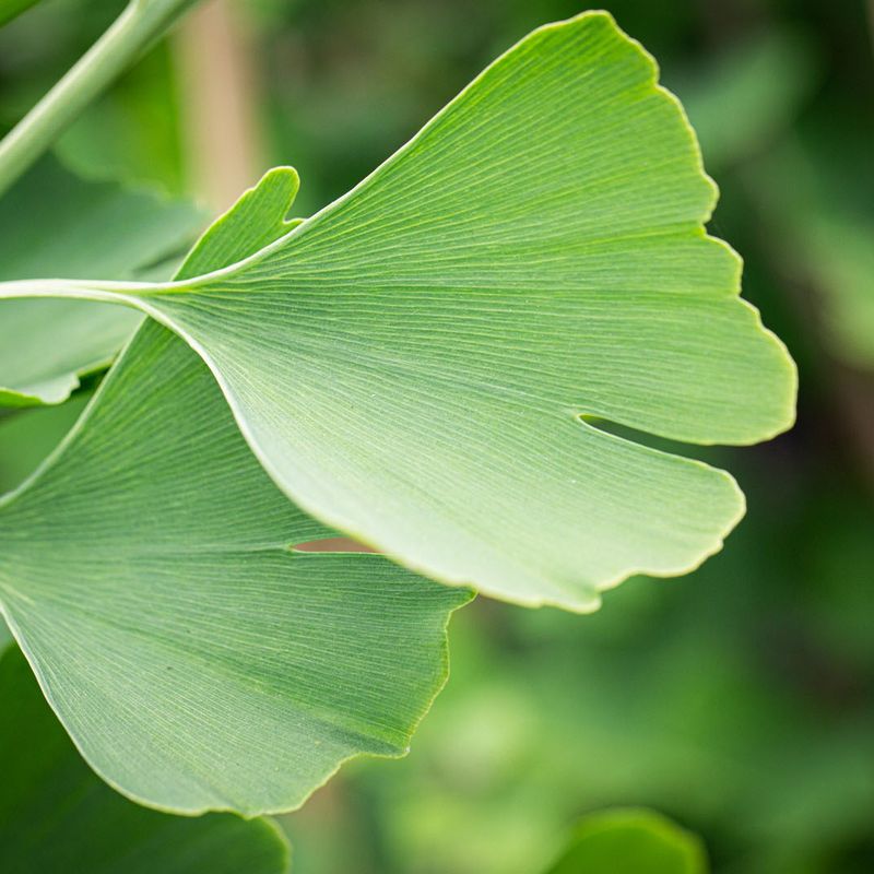 Ginkgo biloba 'Blagon'