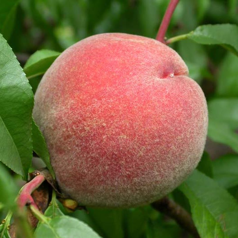 Sanguine de Savoie