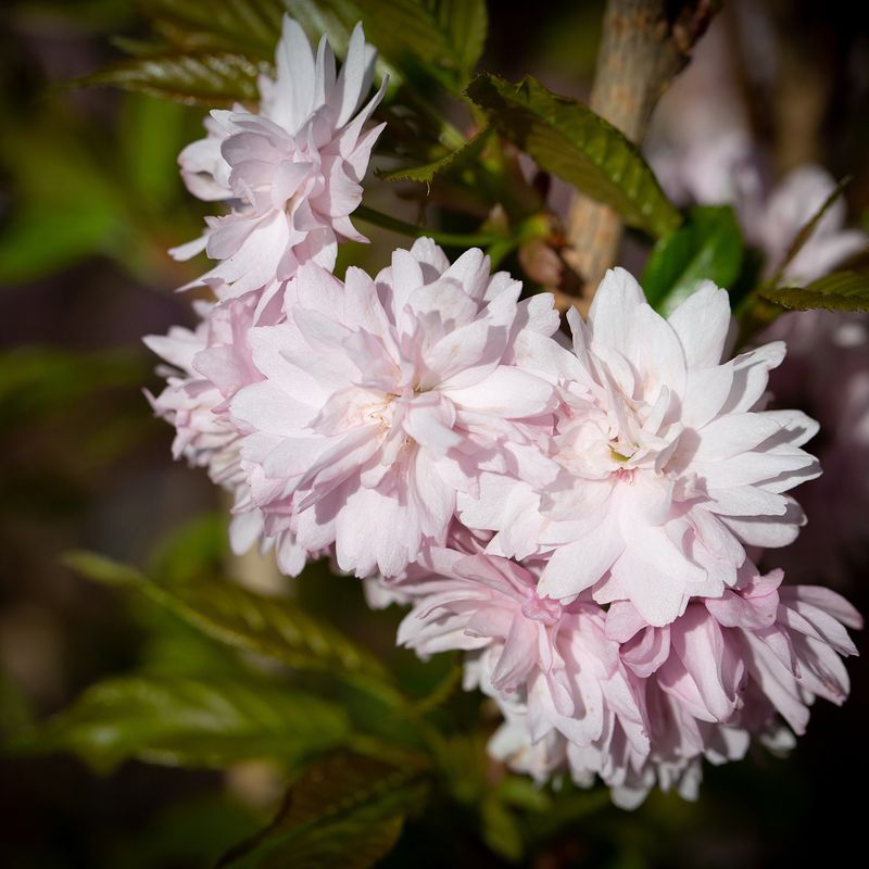 Prunus 'Asano'