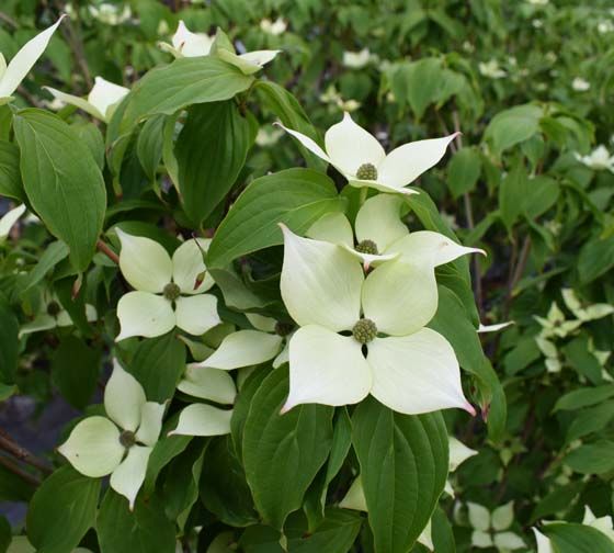 Cornus kousa 'White Fountain' 1