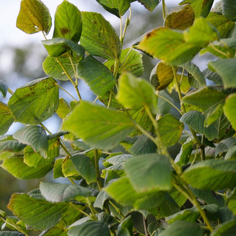 Tilia platyphyllos