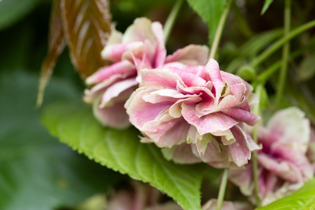Prunus ‘Sumaura-fugenzo’ JAPANESE LANTERN