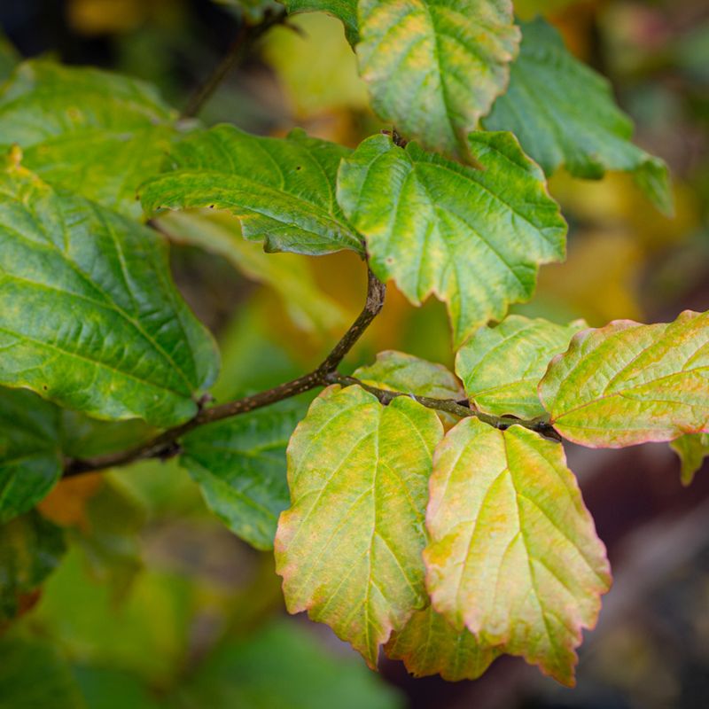 Parrotia persica 'Cherry Tips'