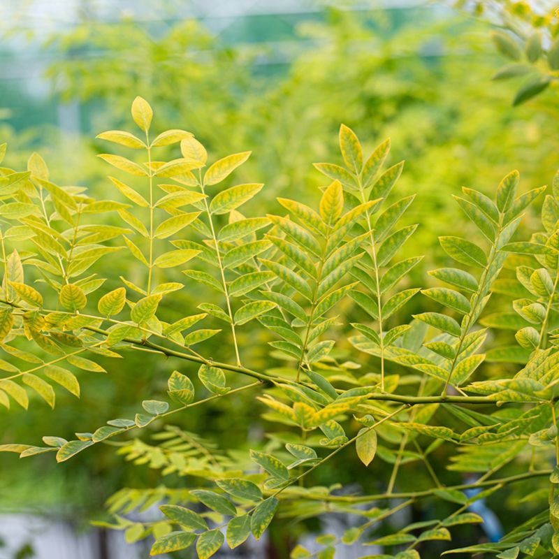 Sophora japonica 'Gold Standard'