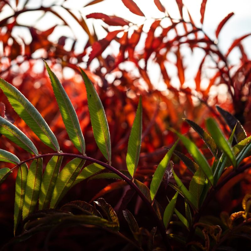 Trees for Autumn Colour 2