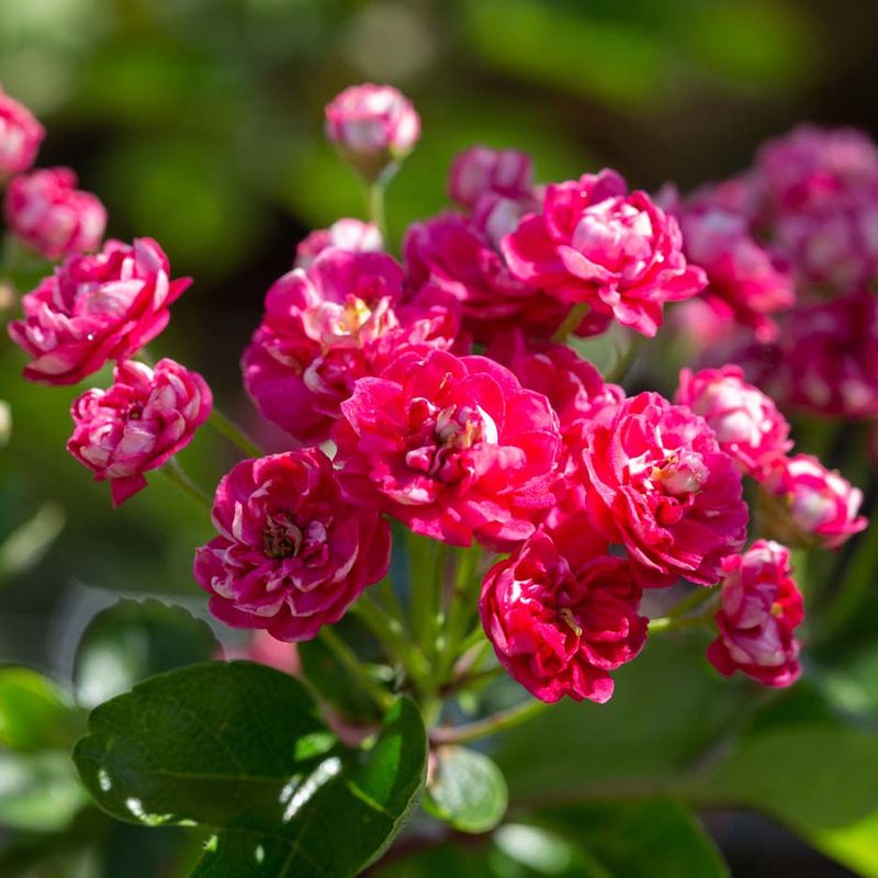 Crataegus Pauls Scarlet