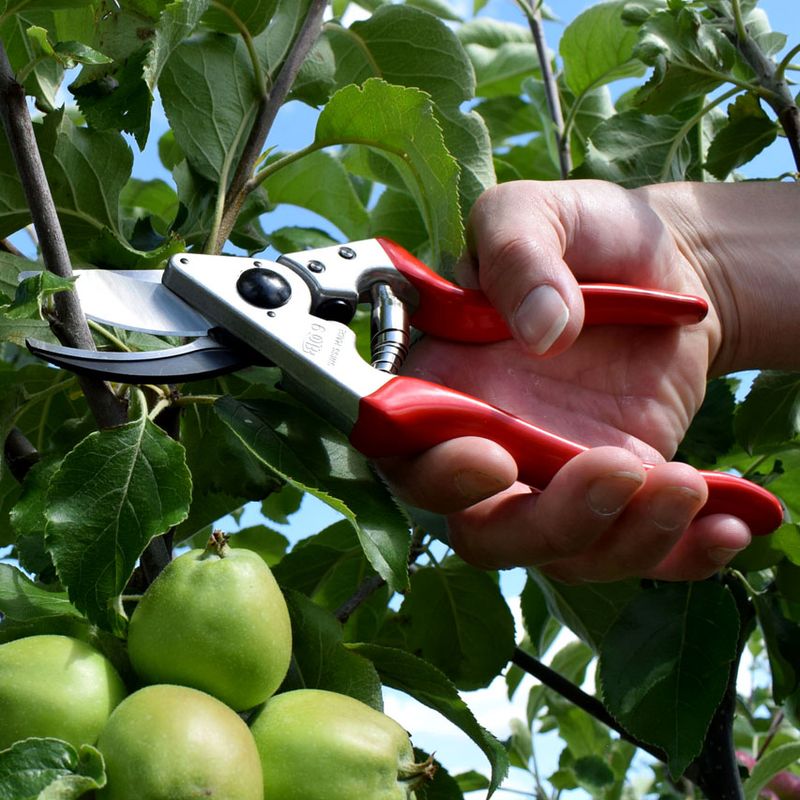 How to Prune Fruit Trees